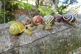 from birth to s how long do snails
