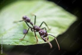 giant bullet ant standing on a leaf