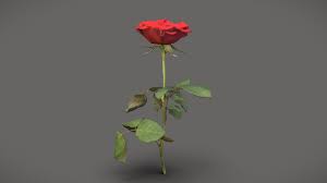 red rose free 3d model by