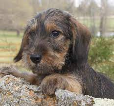 Dachshunds come in a variety of coats: Willow Springs Miniature Wirehaired Dachshunds Wire Haired Dachshund Wirehaired Dachshund Puppy Dachshund Breed