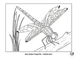 Dragonflies are predators, both in their aquatic larval phase title: Sonoma County Critters Coloring Pages Play Sonoma County Regional Parks