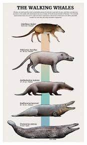 Whale Evolution Prehistoric Wildlife Extinct Animals Animals
