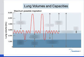 lung volumes capacities chart diagram