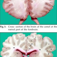 I think this message went viral today in ireland because there was war. Pdf Normal Brain Of One Humped Camel A Study With Magnetic Resonance Imaging And Gross Dissection Anatomy