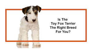 toy fox terrier puppies petland novi