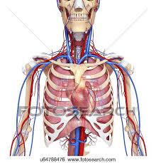 The chest anatomy includes the pectoralis major, pectoralis minor and the serratus anterior. Chest Anatomy Artwork Stock Illustration U64788476 Fotosearch