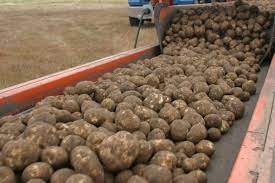 potato fertilization on irrigated soils