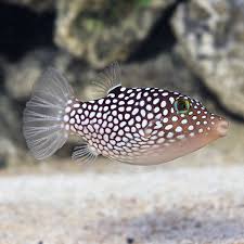 Saltwater Aquarium Fish For Marine Aquariums Spotted Puffer