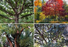 19 diffe types of oak trees with