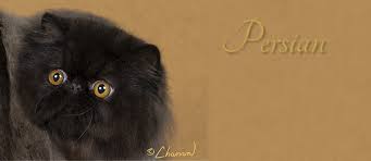 Dominant colours cannot skip generations so a black cat must have had. Persian The Cat Fanciers Association Inc