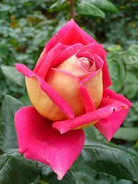 rose flower natural pink color