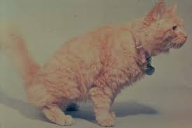 hyperkalemia in cats felis vetlexicon