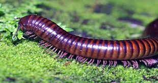 First Millipede Found With Over 1,000 Legs Breaks Leggy World Record - Qs Study