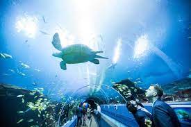 Georgia Aquarium: Ocean Voyager Virtual Tour | GetYourGuide gambar png