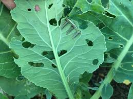 6 tips for organic pest control in the