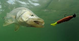 best methods to catch snook at a fish