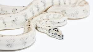 caramel carpet pythons morelia