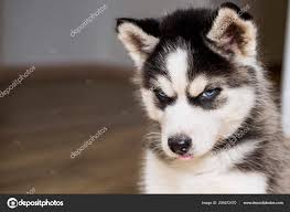 siberian husky puppy stock photo