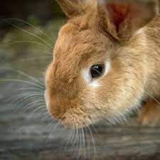 rabbit eye problems and treatments