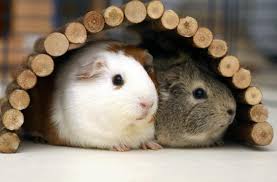 guinea pig pet care guide for beginners