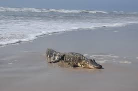 Padre Island National Seashore says alligator found at park had 'long  journey' from Louisiana