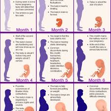 17 Exhaustive Pregnancy Baby Growth Chart By Week