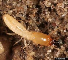 termites biology and control nc
