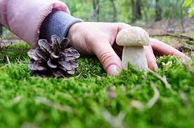 mushrooms in your backyard