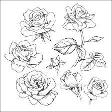 100 000 rose drawing vector images