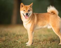 Image of Shiba Inu dog breed