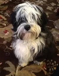 Some tibetan terrier puppies for sale may be shipped worldwide and include crate and veterinarian checkup. Tibetan Terrier Puppy For Sale Adoption Rescue For Sale In Manchester Michigan Classified Americanlisted Com