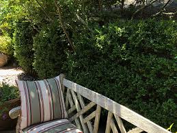 These are plants that get big enough to make a screen or border between you and a neighbor. Great Hedge And Screen Plants For Privacy Pacific Nurseries