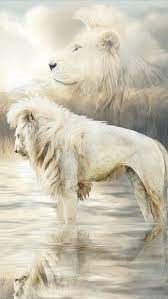 white lion fantasy king lion