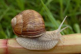 all about land snails welcome wildlife