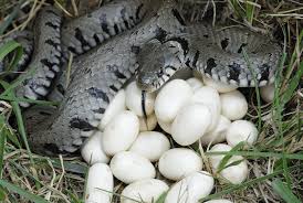 do snakes lay eggs everything you need
