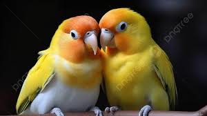 love bird background image