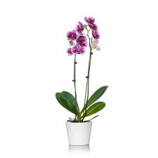 Orchid Plant In Wood Pot