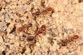how to get rid of fire ants in orlando