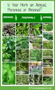Annual = the plant completes its life cycle of sprouting, growing, setting seed and dying in one season (year). Fresh Herbs Annual Biennial Or Perennial The Gardening Cook