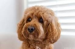 Can You Leave A Cavapoo Alone? [7 Tips] - Oodle Life