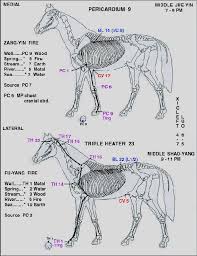 Equine Meridian Chart Xi E Gallbladder Meridian Horse