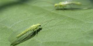 how to get rid of green lacewing flies