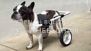 Dog wheelchair diy how to get your dog used to the wheelchair problems with dog wheelchairs wheelchair sores crashing into things tumbling over wheel these wheelchairs are only for pets with normal front leg strength. Diy Dog Wheelchair Steps To Build At Home Why Fido Might Need One