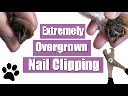 extremely overgrown dog nail clip you