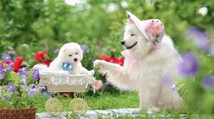 100 baby dog wallpapers wallpapers com