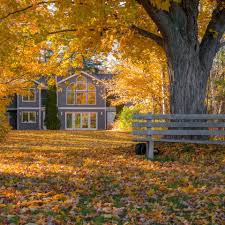 One of the most famous flowering trees in michigan is the cherry tree. Best Connecticut Native Trees For Fall Foliage Color Rayzor S Edge Tree Service