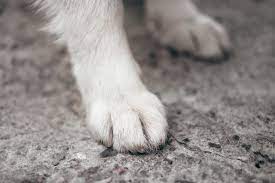 how to soak a dog s feet in epsom salts