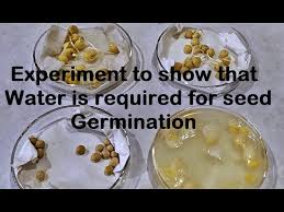 for germination experiment
