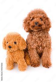 mini toy poodle with golden brown fur