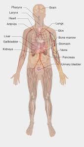 Can you annotate this diagram to exaplin what is happenning without your notes? Diagram Of Muscles In Body Muscle Anatomy Pictures Images Stock Photos Depositphotos The Muscular System Contains Over Decoracion De Unas